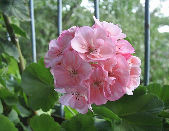 Герань (пеларгония) нежно-розового цвета (как яблоневый цвет)