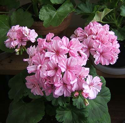 Герани (пеларгонии) нежно-розовая и малиновая