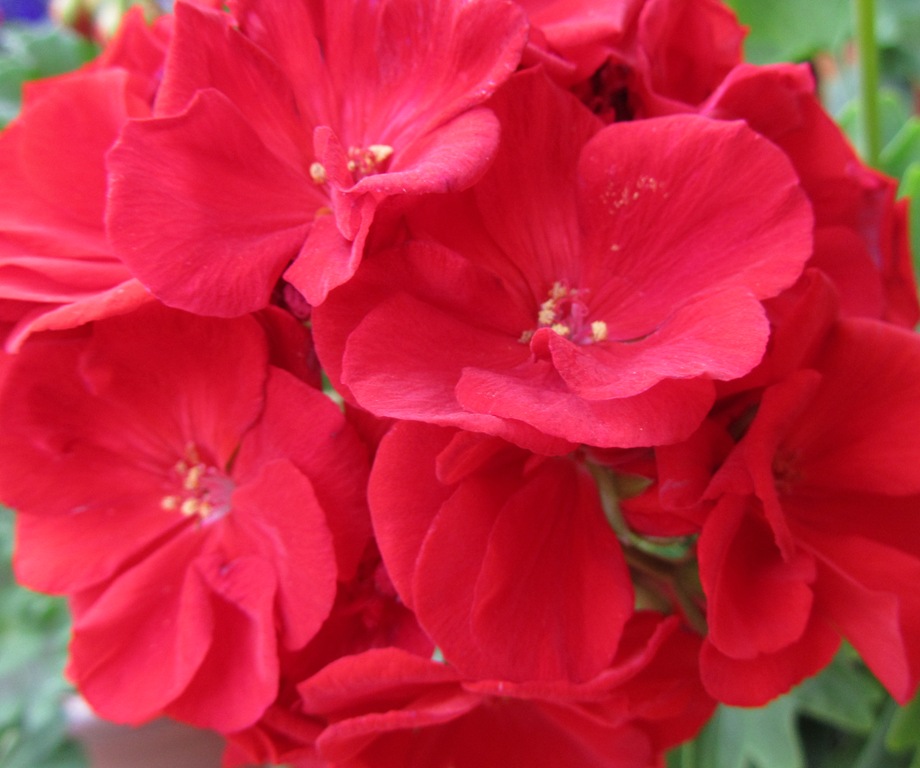 Герани (пеларгонии) Pinto Deep Rose и красно-малиновая