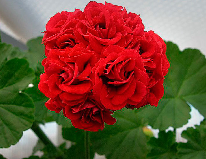 Герань (пеларгония) Розебуда красная