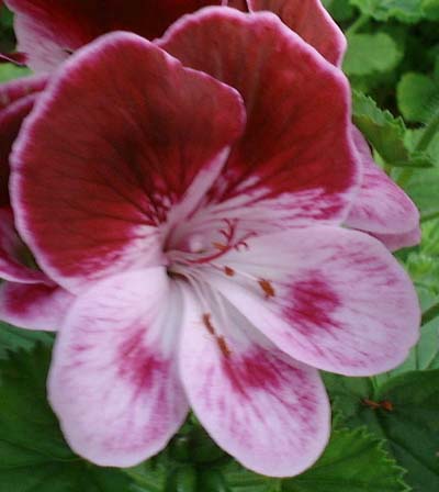 Quantock Matty Популярные сорта пеларгоний Ангелов | Герань (Pelargonium)
