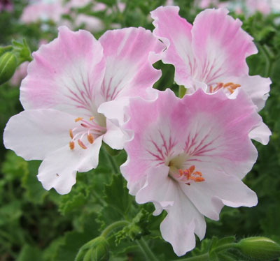 Quantock Matty Популярные сорта пеларгоний Ангелов | Герань (Pelargonium)