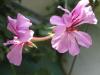 Герань (пеларгония) плющелистная розовая