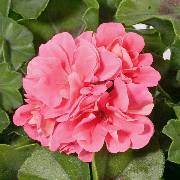 Герань (пеларгония) плющелистная розовая