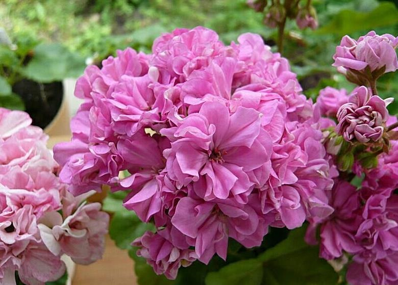 Герани (пеларгонии) нежно-розовая и сиренево-розовая