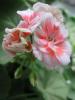 Герань (пеларгония) розовая с красным центром