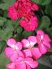 Герани (пеларгонии) Pinto Deep Rose и красно-малиновая