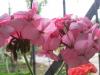Герань (пеларгония) розовая