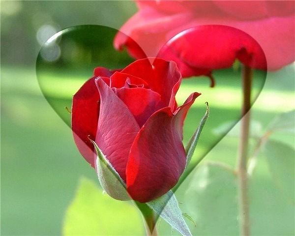 И роскошь благородной розы они красой своей затмят...