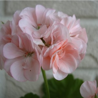 Герань (пеларгония) нежно-розовая