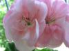 Герань (пеларгония) нежно-розовая 