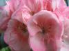 Герань (пеларгония) нежно-розовая (как яблоневый цвет)