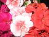 Букет из цветов пеларгоний (гераней)