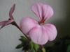 Герань (пеларгония) розовая