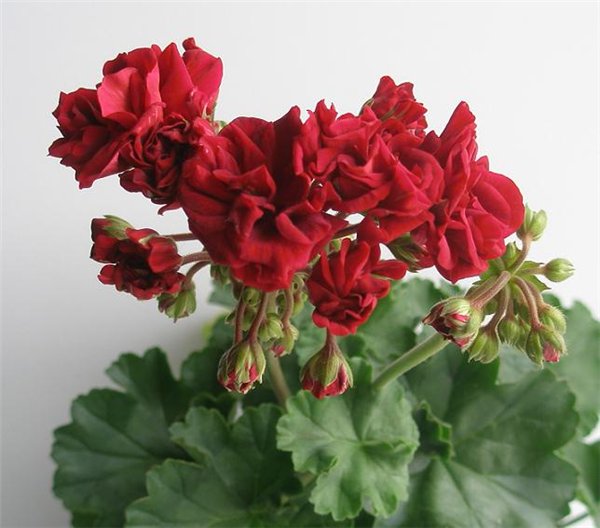 Розоцветная (Rosebud) пеларгония (герань) на клумбе