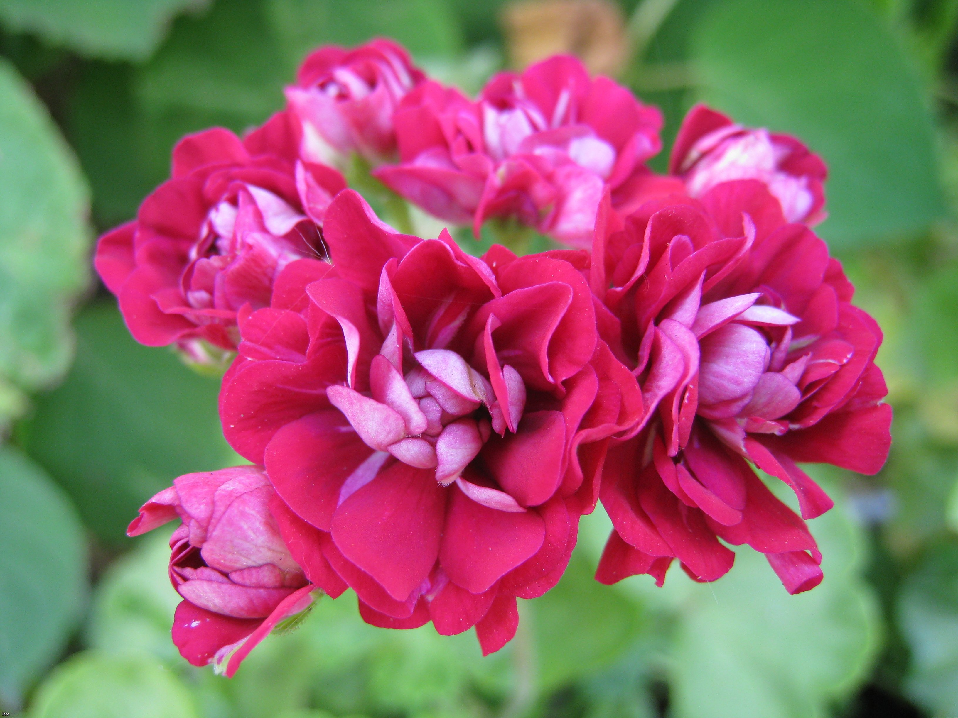 Розебудная пеларгония (герань) красно-розовая
