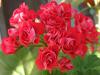 Розоцветная (Rosebud) пеларгония (герань) красно-розовая