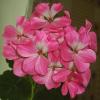 Герань (пеларгония) розовая с белым центром