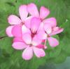 Герань (пеларгония) сиренево-розовая