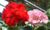 Герани (пеларгонии) красная и розовая