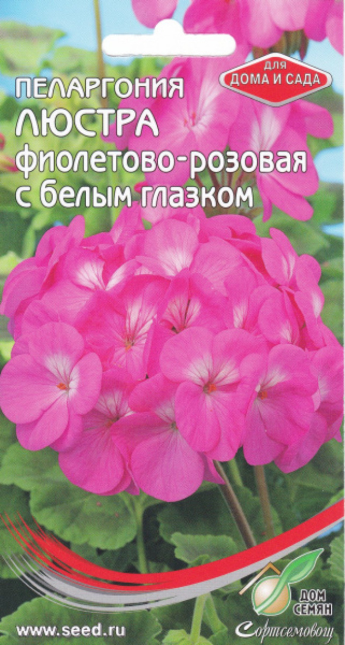 Герань (пеларгония), серия Люстра F1, розовая