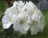 Герань (пеларгония) белая махровая из семян