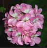 Герань (пеларгония) розовая с белой серединкой
