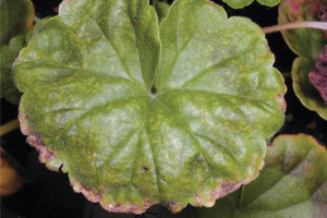 От пятен до сухости: лечение болезней листьев у пеларгонии/герани