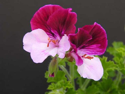 Quantock Matty Популярные сорта пеларгоний Ангелов | Герань (Pelargonium)